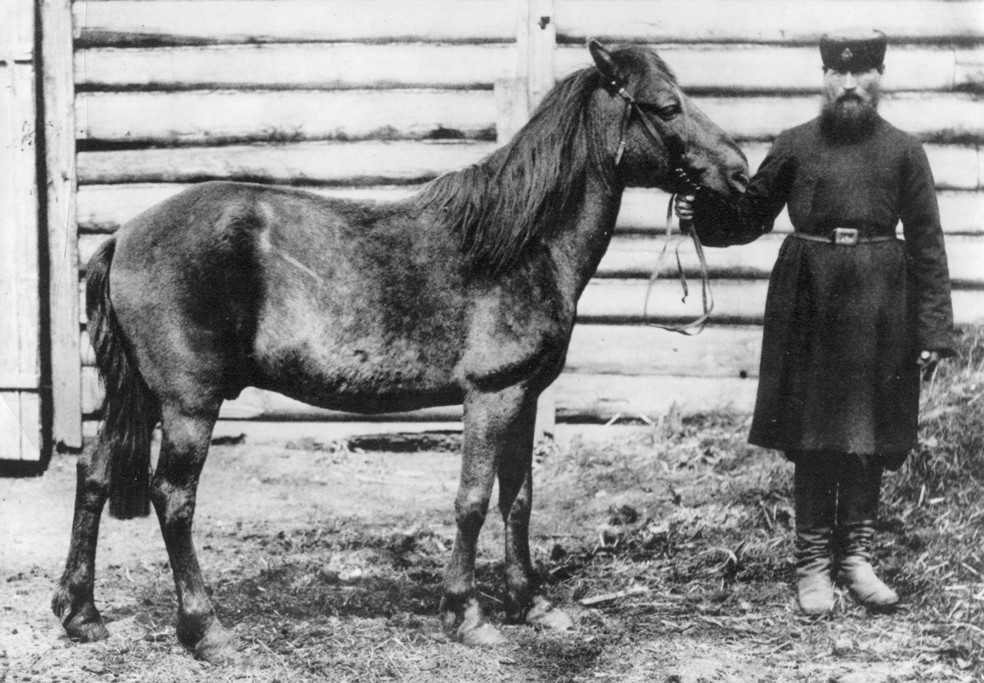 tarpan horses